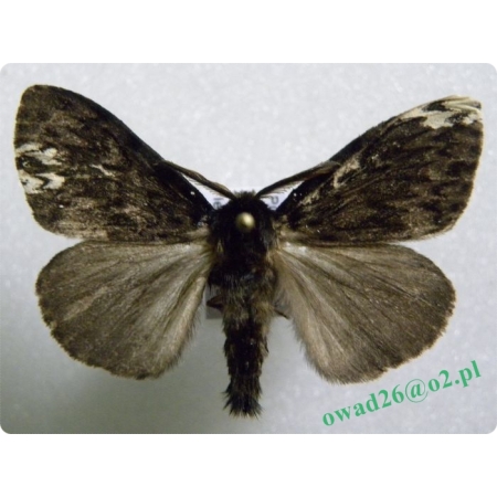 Lymantria monacha (Linnaeus, 1758) male